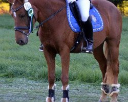 dressage horse Singita (Deutsches Reitpony, 2002, from Nalet Stern ox)