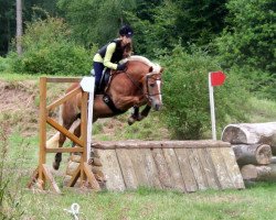 dressage horse Stella 214 (Haflinger, 1993)