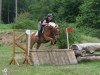 dressage horse Nelson S (German Riding Pony, 2002, from Nalet Stern ox)