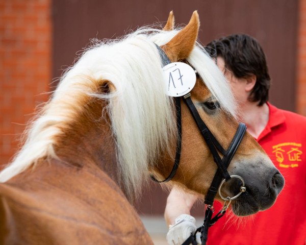 Zuchtstute Skopia (Haflinger, 2014, von Amerigo)