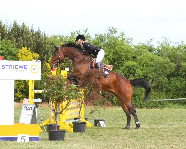 broodmare Capi Jumps High K (Oldenburg show jumper, 2009, from Comme il Faut)