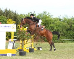 Zuchtstute Capi Jumps High K (Oldenburger Springpferd, 2009, von Comme il Faut)