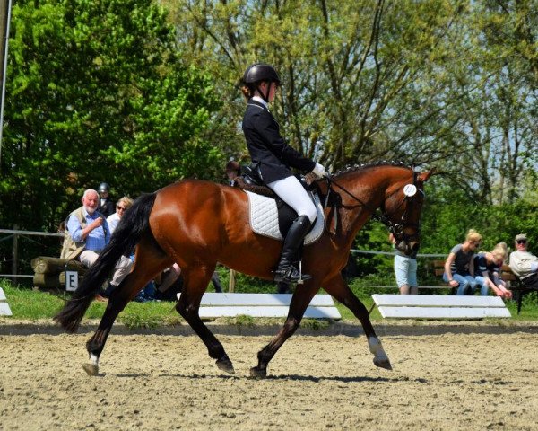 dressage horse Cassy 96 (German Riding Pony, 2005, from Charm of Nibelungen)