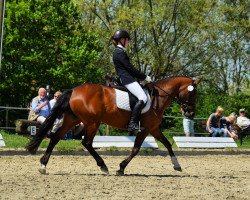 Dressurpferd Cassy 96 (Deutsches Reitpony, 2005, von Charm of Nibelungen)