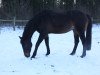 broodmare Ungara la Jarthe (Westphalian, 1996, from Upan la Jarthe AA)