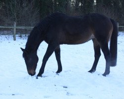 broodmare Ungara la Jarthe (Westphalian, 1996, from Upan la Jarthe AA)