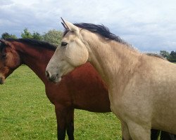 broodmare Sky (Kinsky horse, 2011)