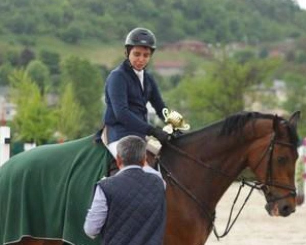 horse Vaquero (KWPN (Royal Dutch Sporthorse), 2002, from Murano)