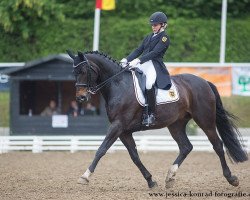 dressage horse CM's Diabolito (Oldenburg, 2006, from Dimaggio)