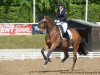 dressage horse Rockingham FBW (Württemberger, 2007, from Rockwell)