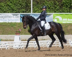 dressage horse Double Diamond II (Swedish Warmblood, 2003, from Don Primero)