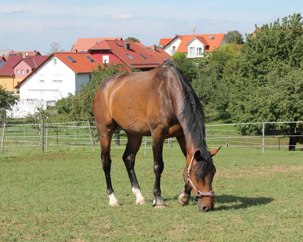 jumper Chacca Ta (Oldenburg, 2008, from Chacco-Blue)