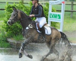 jumper Tabaluga 254 (Welsh-Pony (Section B), 2012, from Tizian)