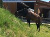 dressage horse Curly Sue 87 (Holsteiner, 2001, from Carpaccio)