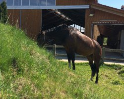 dressage horse Curly Sue 87 (Holsteiner, 2001, from Carpaccio)