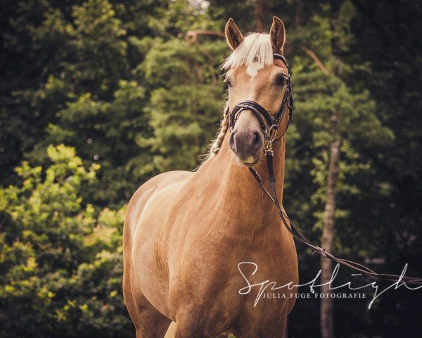 jumper Nadino 16 (Haflinger, 2009, from Ninjo)