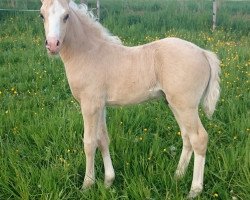 dressage horse Dem Golden Slippers (German Riding Pony, 2016, from Diamond Touch NRW)