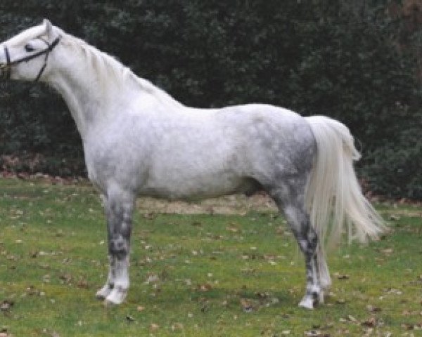 stallion Moorkieker Gildas (Welsh-Pony (Section B), 1996, from Downland Goldflake)