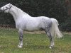 stallion Moorkieker Gildas (Welsh-Pony (Section B), 1996, from Downland Goldflake)