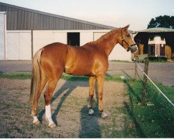 horse Lybian Girl (KWPN (Royal Dutch Sporthorse), 1993, from Edison)