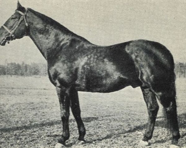 stallion 360 Przedswit VIII-5 (Przedswit, 1931, from 82 Przedświt VIII)
