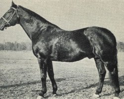 stallion 360 Przedswit VIII-5 (Przedswit, 1931, from 82 Przedświt VIII)