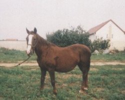 broodmare Alpaka (unknown, 1975, from 2613 Przedswit III-2)