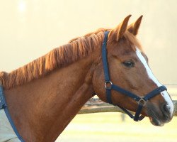 Dressurpferd Hillary S (Hessisches Warmblut, 2005, von High Spirits)