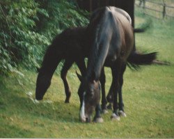 Zuchtstute Zaran II (Holsteiner, 1985, von Camaro)