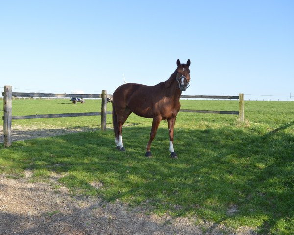 jumper Cadeaux de Camirez (Westphalian, 2007, from Camirez L)