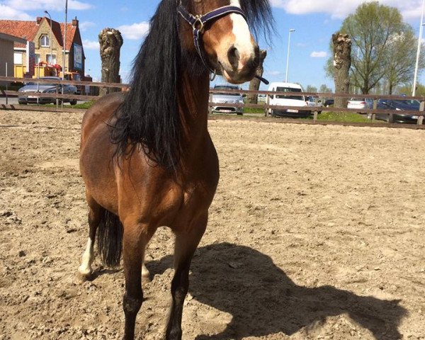 horse Breeton Sue (Welsh-Pony (Section B), 2000, from Breeton Dai)