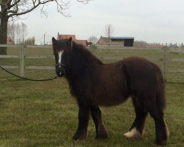 Pferd Grá Fíor Wendell (Tinker / Irish Cob / Gypsy Vanner, 2015, von Fortune's Pride)