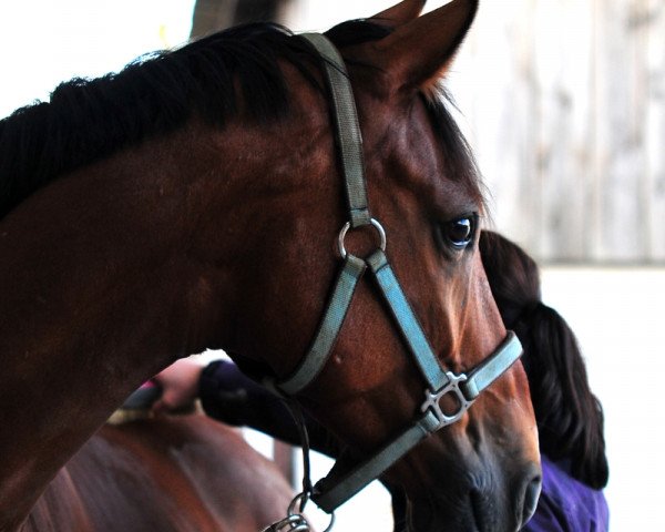 dressage horse Fancy Ferris (Westphalian, 2006, from Flovino)