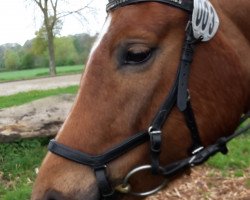 dressage horse Averna 9 (Quarter Horse, 2011, from Wirbelwind)