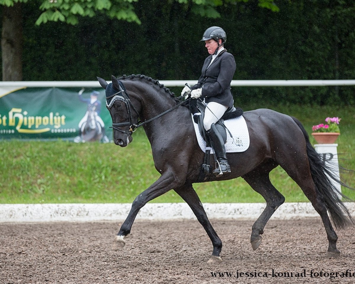 dressage horse Echt Stark 3 (Oldenburg, 2011, from Royal Highness)
