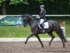 dressage horse Echt Stark 3 (Oldenburg, 2011, from Royal Highness)