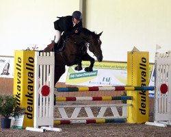 jumper Chris' Diara (Oldenburg show jumper, 2010, from Diarado)