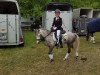 Dressurpferd Salvador‘s Sweet Little Princess (Welsh Mountain Pony (Sek.A), 2012, von Stardust)