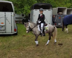 Dressurpferd Salvador‘s Sweet Little Princess (Welsh Mountain Pony (Sek.A), 2012, von Stardust)