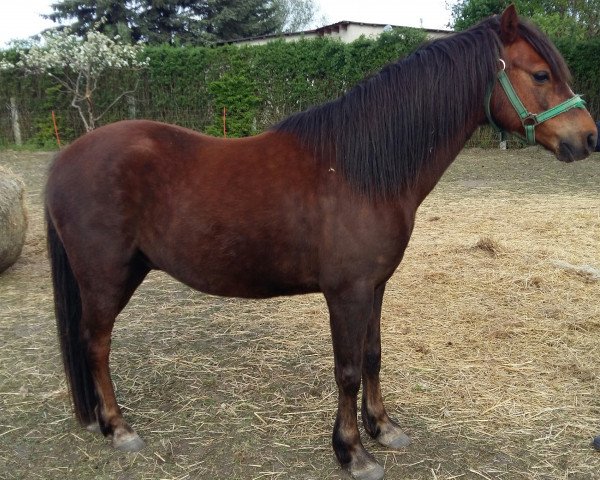 horse Kranichhof's Gildo (Welsh-Pony (Section B), 2007, from Moorkieker Gildas)