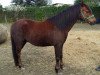 horse Kranichhof's Gildo (Welsh-Pony (Section B), 2007, from Moorkieker Gildas)