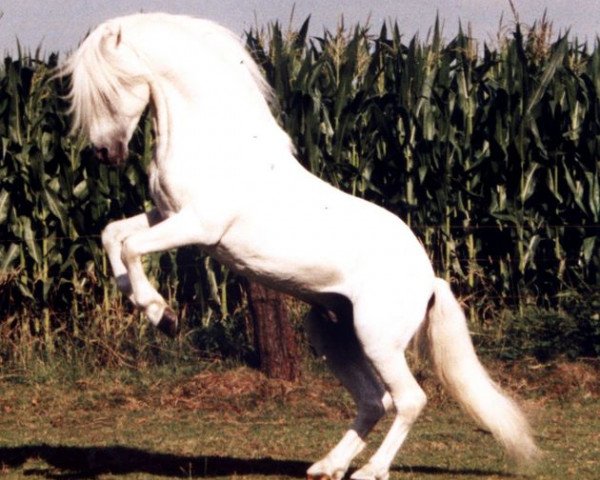 Deckhengst Salvador (Welsh Mountain Pony (Sek.A), 1972, von Salut)
