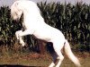 stallion Salvador (Welsh mountain pony (SEK.A), 1972, from Salut)