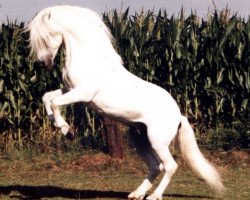 stallion Salvador (Welsh mountain pony (SEK.A), 1972, from Salut)