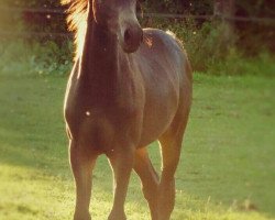 jumper Captain Cool 12 (German Riding Pony, 2015, from Cullerauge MSH)