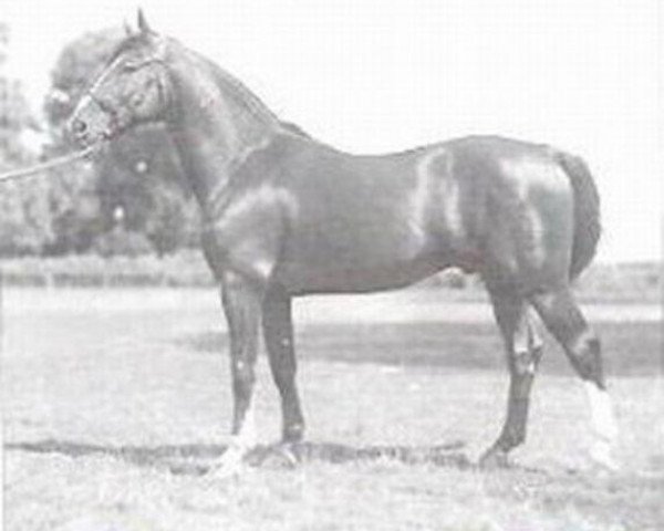 stallion Alarm (Hanoverian, 1942, from Allermeister)