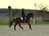 dressage horse Brixius 3 (Westphalian, 2009, from Beltoni)