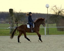 dressage horse Brixius 3 (Westphalian, 2009, from Beltoni)