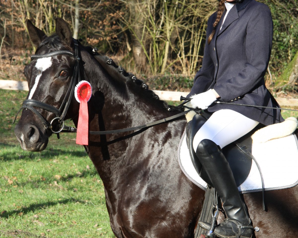 dressage horse Lion Ferro (Hanoverian, 2003, from Likoto xx)
