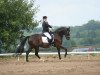 dressage horse Latisana 3 (Westphalian, 2009, from Locksley II)